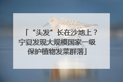 “头发”长在沙地上？宁夏发现大规模国家一级保护植物发菜群落