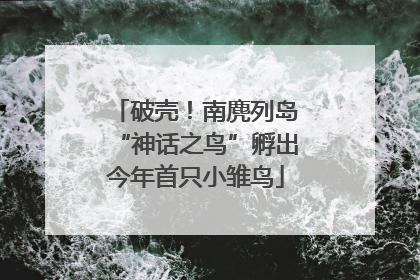 破壳！南麂列岛“神话之鸟”孵出今年首只小雏鸟