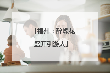 福州：醉蝶花盛开引游人