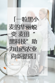 一粒黑小麦的华丽蜕变 麦田“黑科技”助力山西农业向新提质
