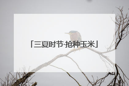 三夏时节·抢种玉米