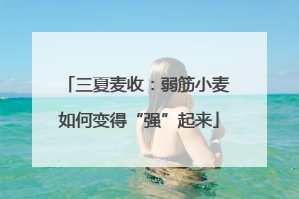 三夏麦收：弱筋小麦如何变得“强”起来