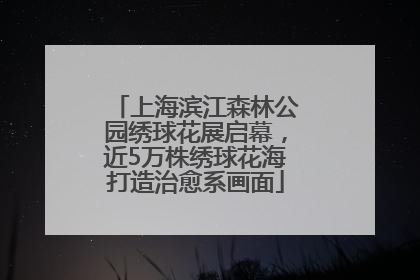 上海滨江森林公园绣球花展启幕，近5万株绣球花海打造治愈系画面