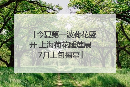 今夏第一波荷花盛开 上海荷花睡莲展7月上旬揭幕