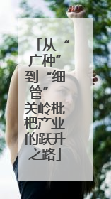 从“广种”到“细管” 关岭枇杷产业的跃升之路