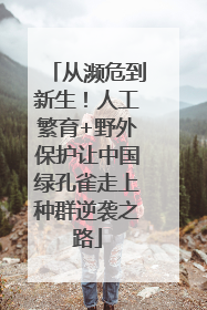 从濒危到新生！人工繁育+野外保护让中国绿孔雀走上种群逆袭之路