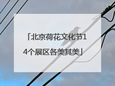 北京荷花文化节14个展区各美其美