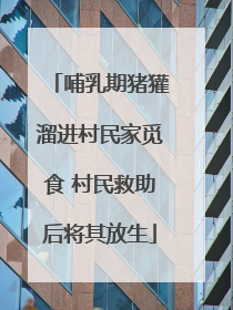 哺乳期猪獾溜进村民家觅食 村民救助后将其放生