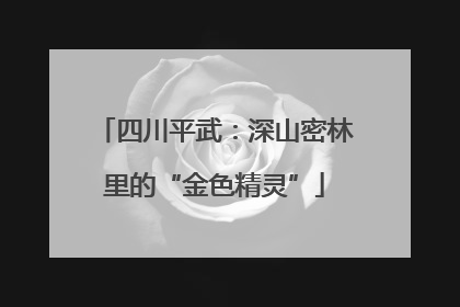 四川平武：深山密林里的“金色精灵”