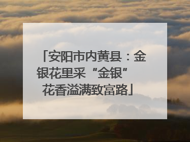 安阳市内黄县：金银花里采“金银” 花香溢满致富路