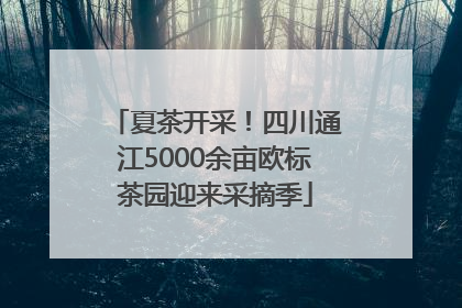 夏茶开采！四川通江5000余亩欧标茶园迎来采摘季
