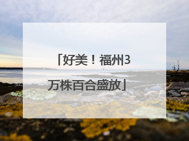 好美！福州3万株百合盛放