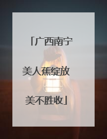 广西南宁美人蕉绽放美不胜收