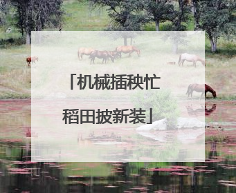 机械插秧忙 稻田披新装