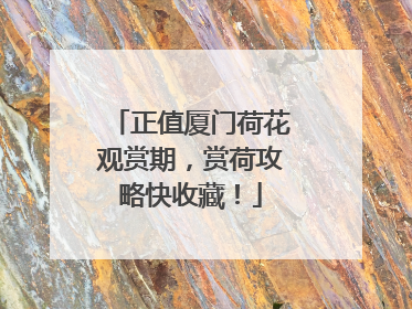 正值厦门荷花观赏期，赏荷攻略快收藏！