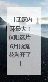 武汉内环最大！汉阳这片6月顶流花海开了