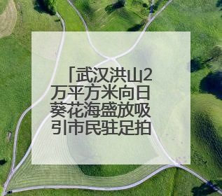 武汉洪山2万平方米向日葵花海盛放吸引市民驻足拍照