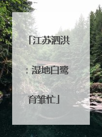 江苏泗洪：湿地白鹭育雏忙
