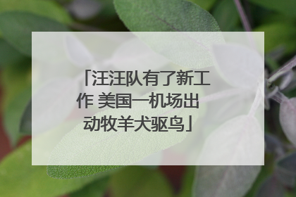 汪汪队有了新工作 美国一机场出动牧羊犬驱鸟