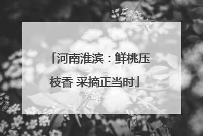 河南淮滨：鲜桃压枝香 采摘正当时