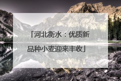 河北衡水：优质新品种小麦迎来丰收