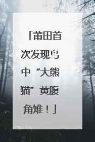 莆田首次发现鸟中“大熊猫”黄腹角雉！