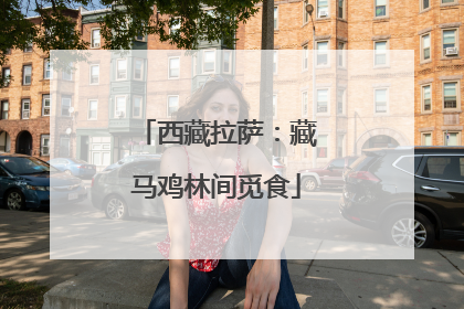 西藏拉萨：藏马鸡林间觅食