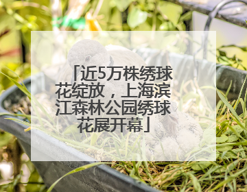 近5万株绣球花绽放，上海滨江森林公园绣球花展开幕