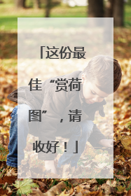 这份最佳“赏荷图”，请收好！