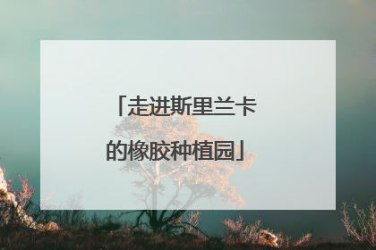 走进斯里兰卡的橡胶种植园