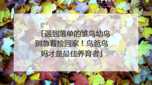 遇到落单的雏鸟幼鸟别急着捡回家！鸟爸鸟妈才是最佳养育者