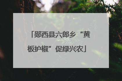郧西县六郎乡“黄板护椒”促绿兴农